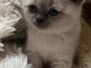 British katzen - Wuppertal