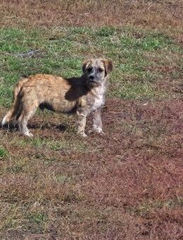 Karlson, kleiner Herzensbrecher - Leonberg (Baden-Württemberg)