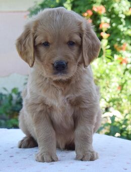 Reinrassige Golden Retriever-Welpen - München