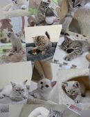 BKH Kitten ab sofort abgabebereit in 56355