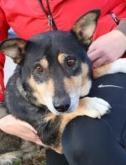 Liebevolle Hündin Humla - München