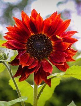 Abendsonnenblume rote Sonnenblume Samen seltene Sonnenblume einjährig dunkelrote Blüten verschiedene Rottöne Blumensamen Saat Sonnenblumensamen sun flower Satgut Saatgut SWR Ostern Vatertag Blumenwiese - Pfedelbach