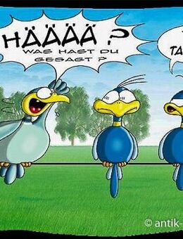 Lustige Hösti Postkarte " Taube" witzige Karte - Berlin