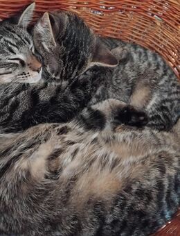 Süße Maine Coon Mix Kitten - Bruder und Schwester, nur gemeinsam abzugeben - Daaden