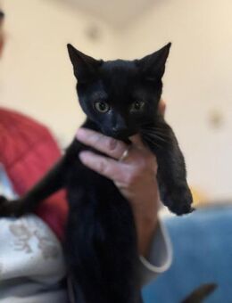 Jora sucht nach ihrem besten Freund - Celle