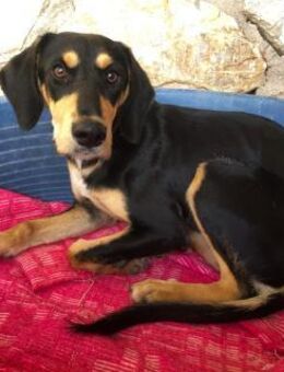 Liebe Soula sucht liebevolles Zuhause - Bergkirchen