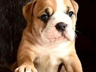Bezaubernde Continental Bulldog Welpen nur in allerbeste Hände abzugeben
