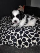 Malteser Shih tzu Welpen in 41363