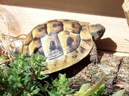 Griechische Landschildkröten Babys - Klingenberg