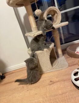 Britisch Kurzhaar BKH Kitten Blue und Lilac - Rahden Zentrum