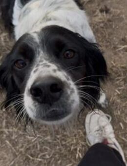 Sten wünscht sich Zuwendung - Neuss