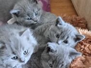 4 BKH Kitten zu verkaufen - Salzgitter