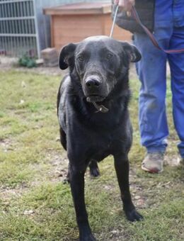 Cody sucht ein Zuhause - Remagen