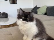 12 Wochen altes Kitten (W) zu verkaufen - Darmstadt