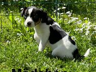 Parson Russell Terrier Welpen - Neuenbürg
