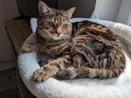 Katze Ariella - München Schwabing-West