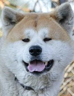 Akita Inu Welpen - Berlin Mitte