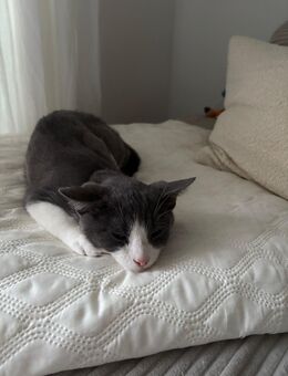 5 Monate alter EKH-Kater (grau, evtl. Russisch Blau-Mix) sucht Zuhause 🐾 - Hiddenhausen