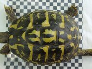 Griechische Landschildkröte, Testudo hermanni hermanni, Zuchtweibchen - Falkensee