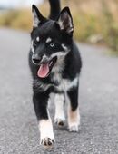 Pomsky F1 Hündin (Pomeranian x Husky) in 49074