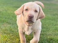 Abgabebereit - blonde reinrassige Labradorhündin - 8 Wochen - Siggelkow