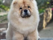 Chow Chow 5 Monate alt zu verkaufen. - Viernheim