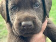 Reinrassige Labrador Welpen Schoko Chocolate kinderlieb trainiert Katzen gewöhnt - Hamm (Sieg)