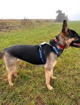 Junghündin Aponi auf PS - Laufen