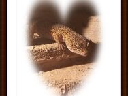 AUFGEPASST Reptilien-Liebhaber/in CHEF &.SUKIE suchen ein Tierliebes - Zuhause - Bottrop