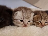 Wunderschöne reinrassige Bkh Kitten - Berlin Charlottenburg-Wilmersdorf