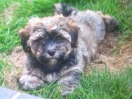 Havaneser Mix Welpen m/w (Havaneser, Yorkshire-Terrier, Terrier, Shih Tzu) - Moormerland