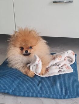 Pomeranian mit Ahnentafel - Straßkirchen