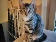 Zwei Katzen suchen dringend ein neues Zuhause - Dortmund