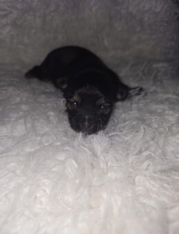 Chihuahua Welpen in liebevolle Hände abzugeben - Emden