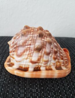 Schöne Muschel, rote Helmschnecke? - Kassel