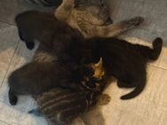 Bkh black smoke Tabby Kitten Kater schwarz choclate - Hamm