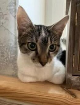 🐱❤️Tarzan sucht sein Zuhause🐱❤️ - Freilassing