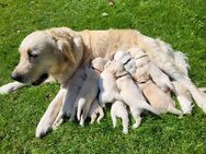 Golden Retriever Welpen - Niederlangen