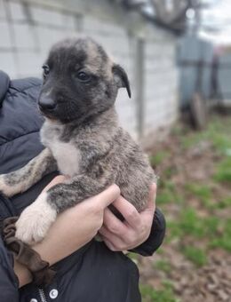 Weöpenjunge Rugby - Rambin