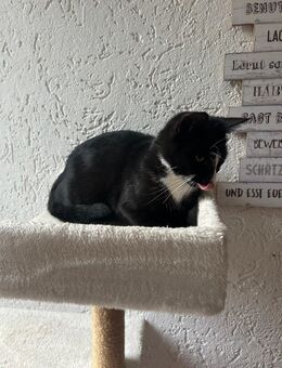 BKH katze - Baesweiler