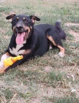 NIKOSCH - süßer Junghund sucht Anschluss - Weiterstadt