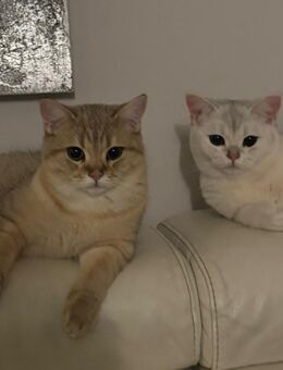 Miu Miu & Haku - Mörfelden-Walldorf