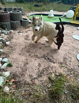 Tellus Siberian, Malamutes sucht als letzter endlich sein Traumzuhause - Seßlach