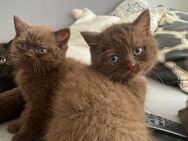Wundervolle BKH kitten - Hückelhoven