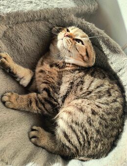 Golden Shaded Perser-Mix Kater – 4 Monate – verspielt & sehr menschenbezogen - Wittenberg (Lutherstadt)