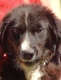 REX sucht Körbchen - Gefrees