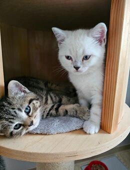 Britischkurzhaar kitten - Delmenhorst
