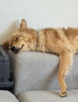 🆘DRINGEND PS oder Endtselle gesucht🆘 - Eislingen (Fils)