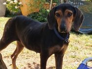 AGATA 💜💜💜 sucht aktive Menschen - Herxheim (Landau)
