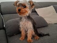 Yorkshire Terrier - Ansbach